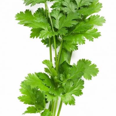 Celery