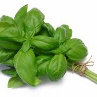 Basil