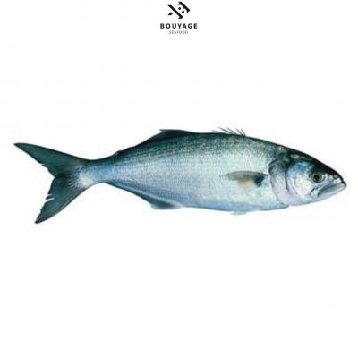 Bluefish