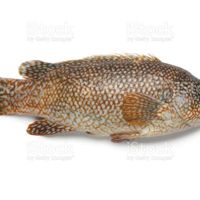 Grouper Whole Fish