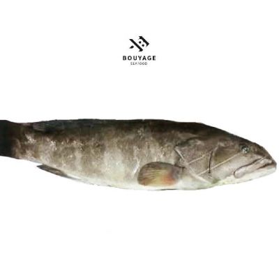 Grouper Whole Fish 111  (< 3KG)