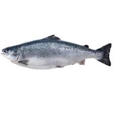 Salmon Whole Fish