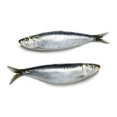 Sardine