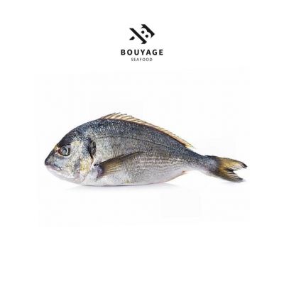 Sea Bream