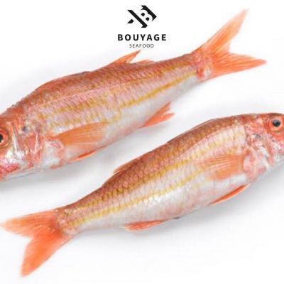 Striped Red Mullet